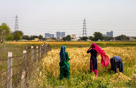 Farm workers harvest wheat crop by hand in fenced-off field with power lines and city buildings visible in the distance.